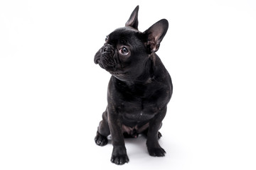 French bulldog photo shoot isolated on white backgroun