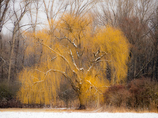 Willow tree in winter with nsow on it