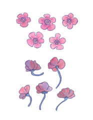 Set of ten pink floral elements painted in watercolor on clean white background