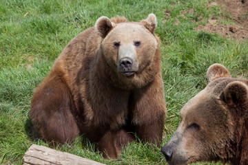 Fototapeta na wymiar Alaskan Coastal Brown Bears