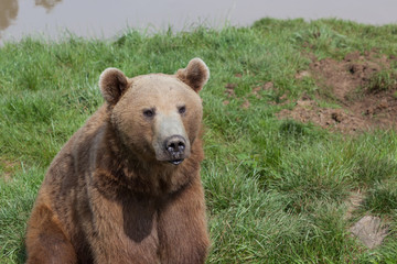 Obraz premium American Brown Bear