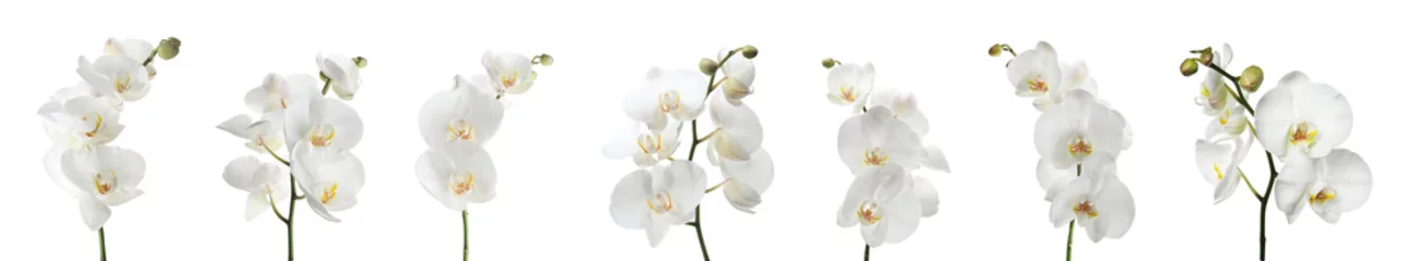 Foto auf Acrylglas Orchidee Satz schöne Orchideen-Phalaenopsis-Blumen auf weißem Hintergrund