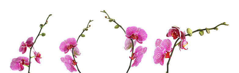 Set of beautiful purple orchid phalaenopsis flowers on white background