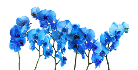 Fototapeta na wymiar Set of beautiful blue orchid phalaenopsis flowers on white background
