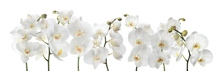 Fototapeta na wymiar Set of beautiful orchid phalaenopsis flowers on white background