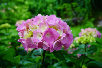 Hydrangea macrophylla - Hortensia flower - Beautiful bush of hydrangea flowers in a garden