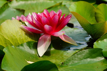 Water lily Nymphaea Attraction ( water lilies) - Aquatic vegetation, water plants