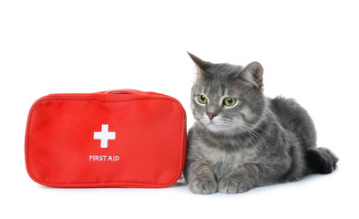 First aid kit and cute cat on white background. Animal care