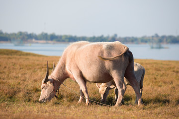 Obraz premium Albino buffalo,Buffalo asia on grass field ,Albino buffalo in the countryside Of Thailand