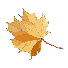 tree leaf. yellow autumn hand drawn