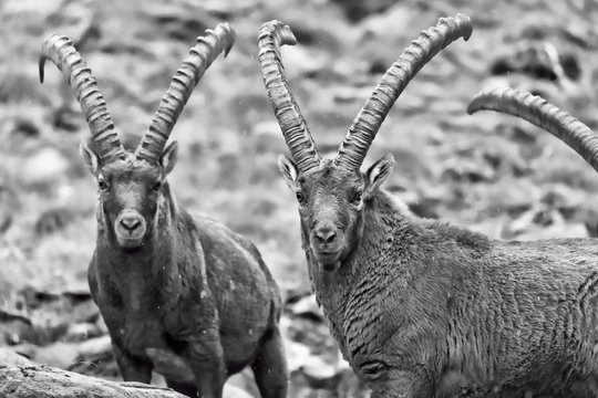 Coppia di stambecchi adulti maschi (Capra Ibex)