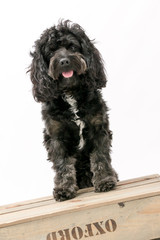 A black cockerpoo puppy photo shoot isolated on white background