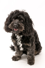 A black cockerpoo puppy photo shoot isolated on white background
