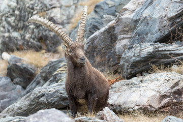 Stambecco alpino (Capra ibex)