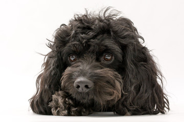 A black cockerpoo puppy photo shoot isolated on white background