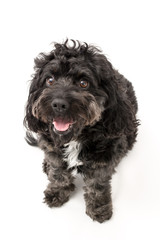 A black cockerpoo puppy photo shoot isolated on white background