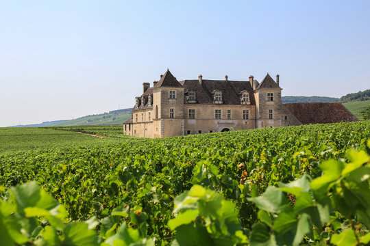 Weinbaugebiet Burgund: Weinberge und das berühmte Schloss Clos de Vougeot
