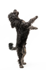 A black cockerpoo puppy photo shoot isolated on white background