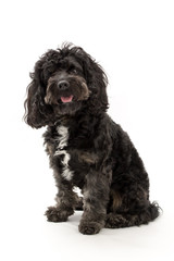 A black cockerpoo puppy photo shoot isolated on white background