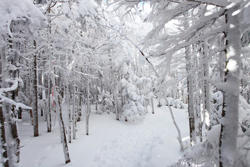 雪山（北八ヶ岳）の登山道