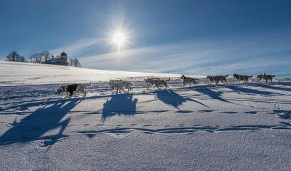 A team of four husky sled dogs running on a snowy wilderness road.