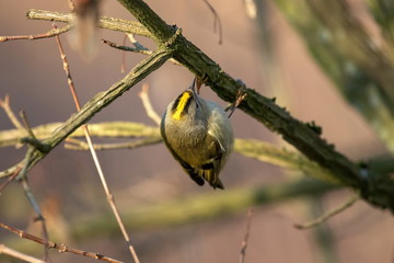 Wintergoldhähnchen an einem schönen Wintertag