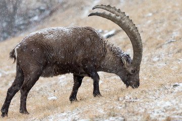 Stambecco alpino (Capra ibex)