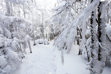 雪山（北八ヶ岳）の登山道	
