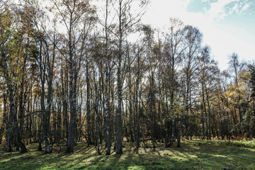 Fototapeta na wymiar Arbre forêt Auvergne