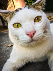 White cat, yellow eyes sitting on the floor