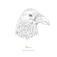 Vector profile portrait illustration of raven bird Hand drawn ink realistic animal sketching isolated on white. Perfect for logo branding colourig book design.
