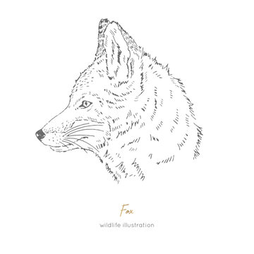 Vector side view portrait illustration of fox forest animal Hand drawn ink realistic animal sketching isolated on white. Perfect for logo branding colourig book design.