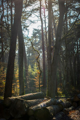 Der Wald an der Sechs-Seen-Platte Duisburg im Winter bei Sonnenschein