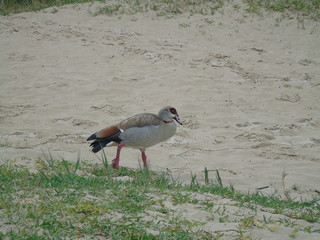 Landschaften und Tierwelt Südafrikas