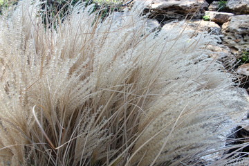 Bush dry grass