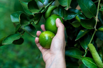 Woman hand picking lemon on lemon tree.