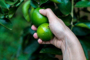 Woman hand picking lemon on lemon tree.