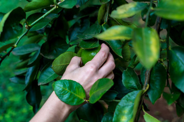 Woman hand picking lemon on lemon tree.