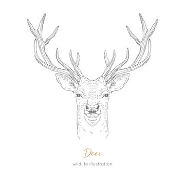 Vector symmetrical portrait illustration of deer forest animal Hand drawn ink realistic animal sketching isolated on white. Perfect for logo branding colourig book design.