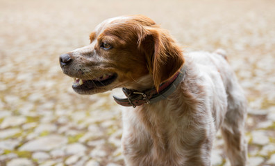 Chien de chasse