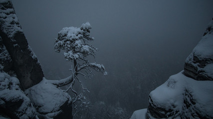 Baum in der Nebel an der Bastei Brücke in Nationalpark der sächsische schweiz in Elbsandsteingebirge im Winter, Deutschland.