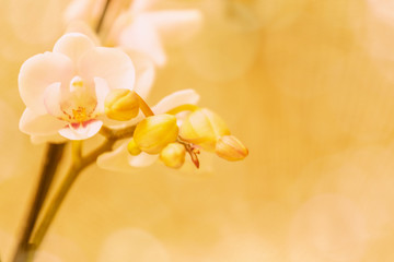 Fototapeta premium Orchidee, Orchideenblüten, weiß