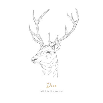 Vector profile portrait illustration of deer forest animal Hand drawn ink realistic animal sketching isolated on white. Perfect for logo branding colourig book design.