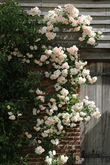 Kletterrose in Weiß in Sissinghurst Castle Garden England