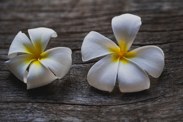 Fototapeta na wymiar plumeria flower on the wooden background.