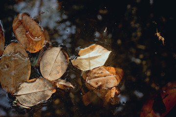 leaf with water 