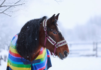 portrait of a horse in winter