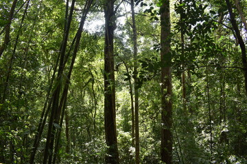Fototapeta na wymiar Beautiful green jungle landscape in Khao Sok National Park in Thailand, Asia