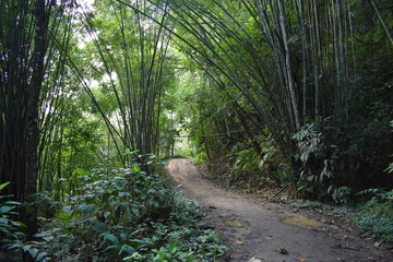 Beautiful green jungle landscape in Khao Sok National Park in Thailand, Asia