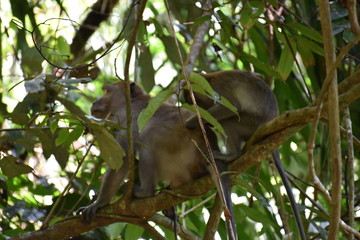 Two Monkeys are sitting in a tree at the beautiful green jungle landscape in Khao Sok National Park in Thailand, Asia